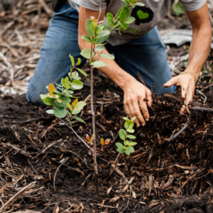 person planting a tree