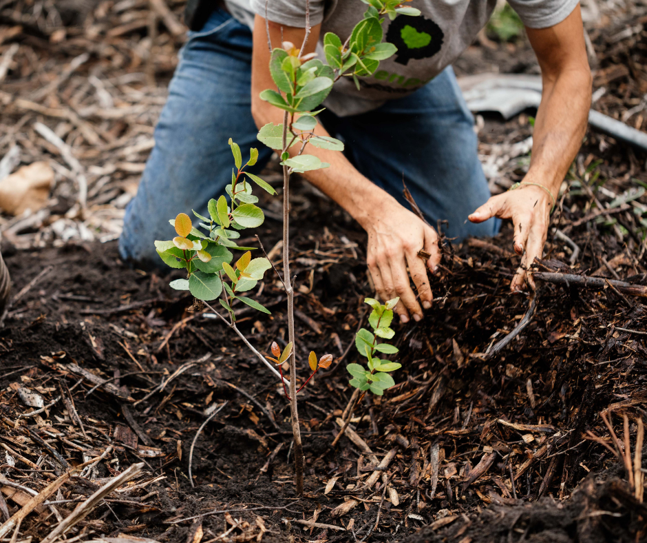 person planting a tree