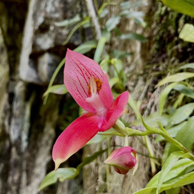 disa flower