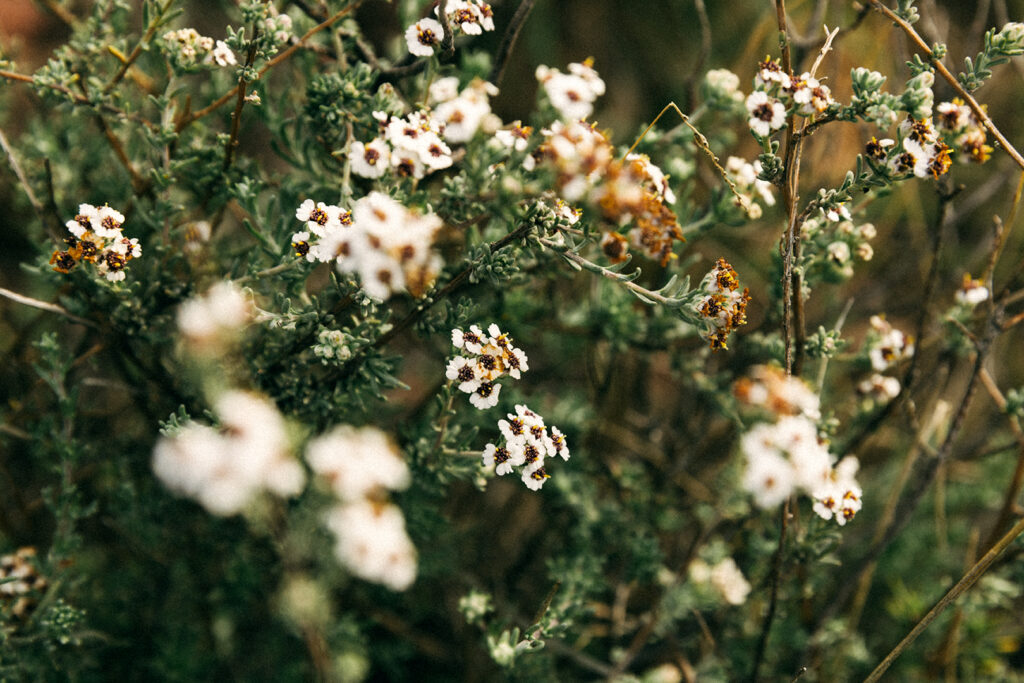 white fynbos flowers
