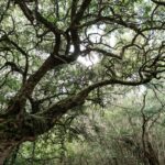 indigenous tree with sunlight filtering through
