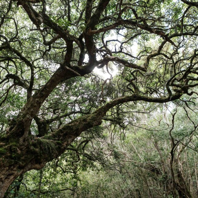 indigenous tree with sunlight filtering through