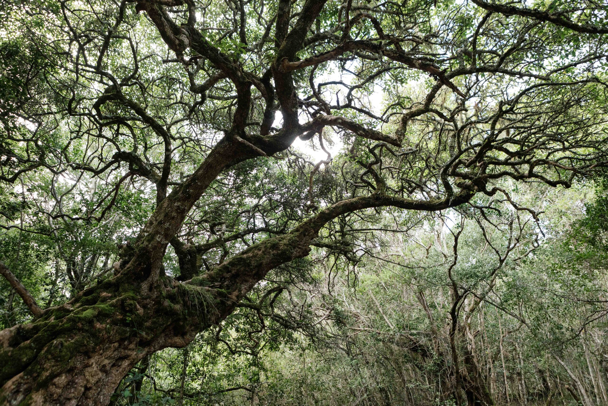 indigenous tree with sunlight filtering through