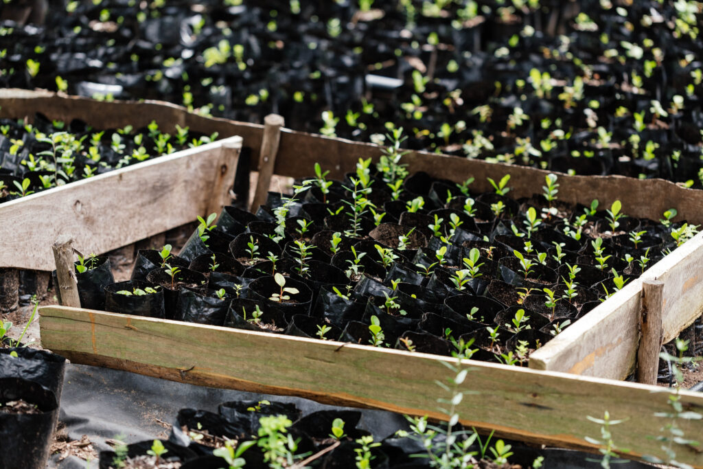 young tree seedlings