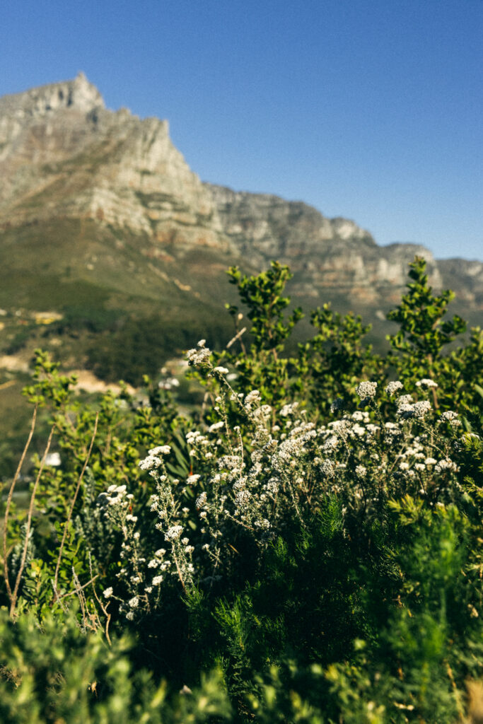 fynbos in foreground with table mountain in background