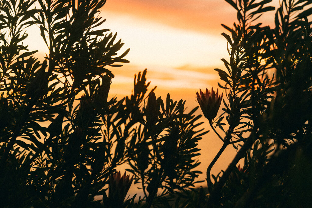 protea plants silhouette against sunset