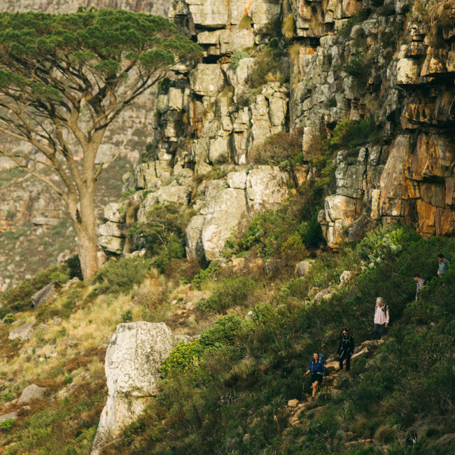 Hikers walking along a trail on Table Mountain above Cape Town