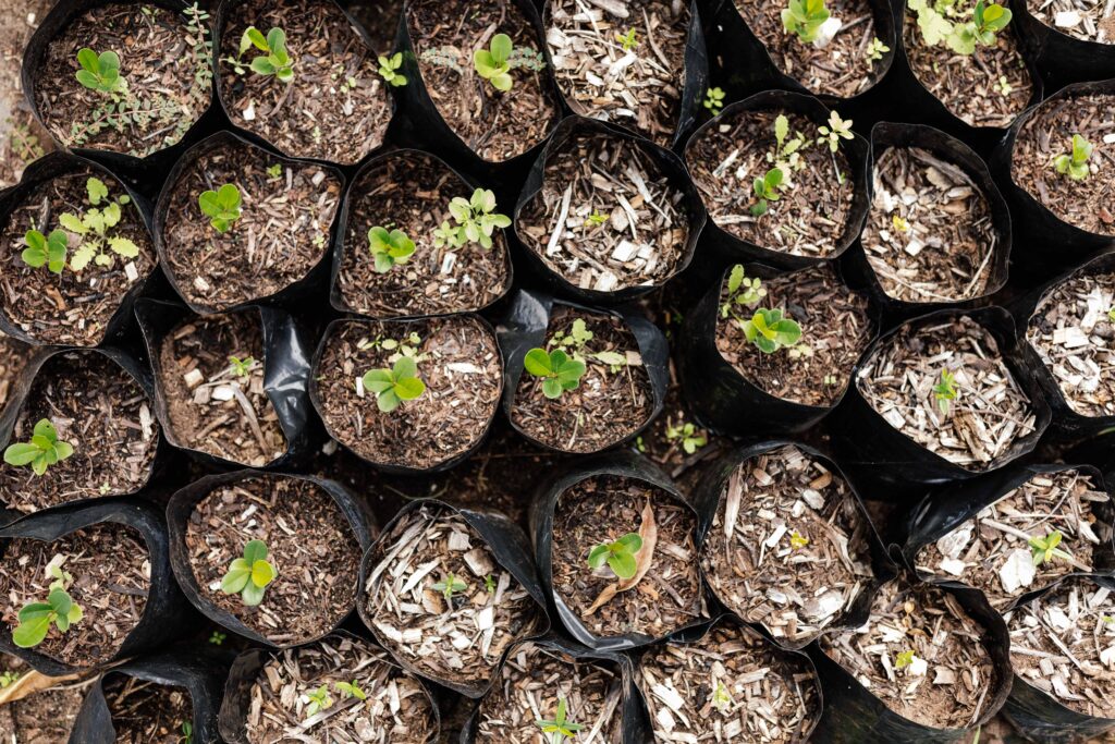 young tree seedlings