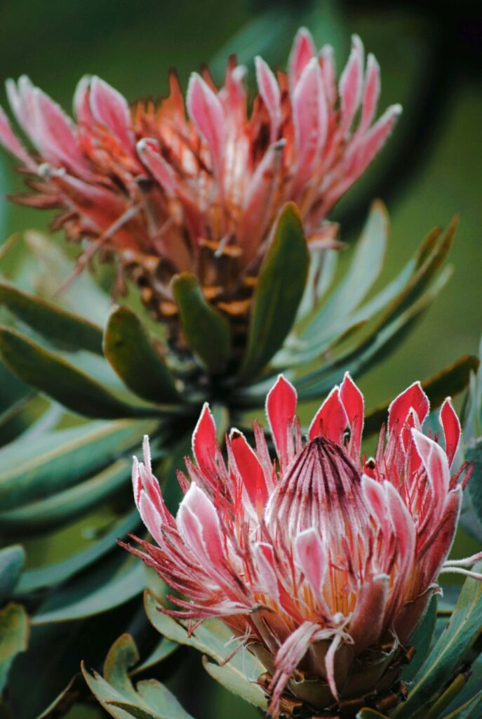 protea flowers