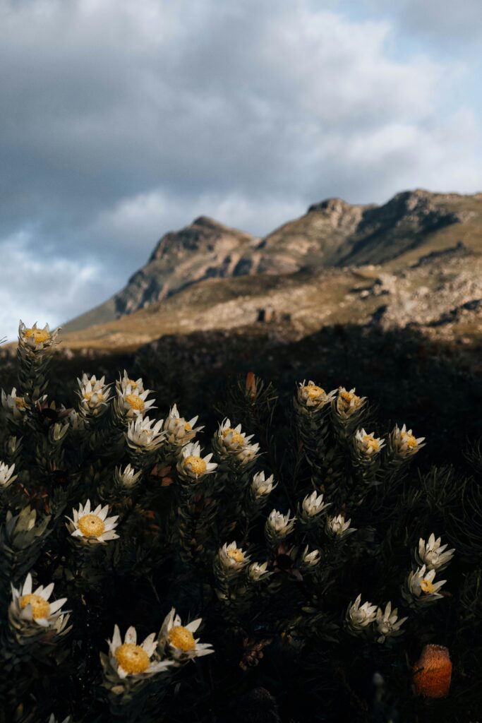 wildflowers on table mountain